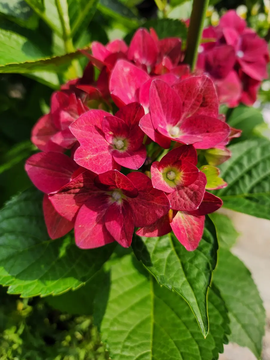 赤色の紫陽花 今年初めて咲いた紫陽「紫陽花」のアルバム-みんなの