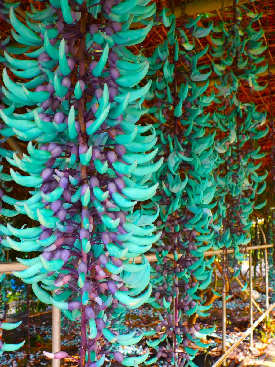 ヒスイカズラ　希少　翡翠カズラ　沖繩 ヒスイカズラ 希少 翡翠カズラ 沖繩 3〜5月が見頃！沖縄に広がる