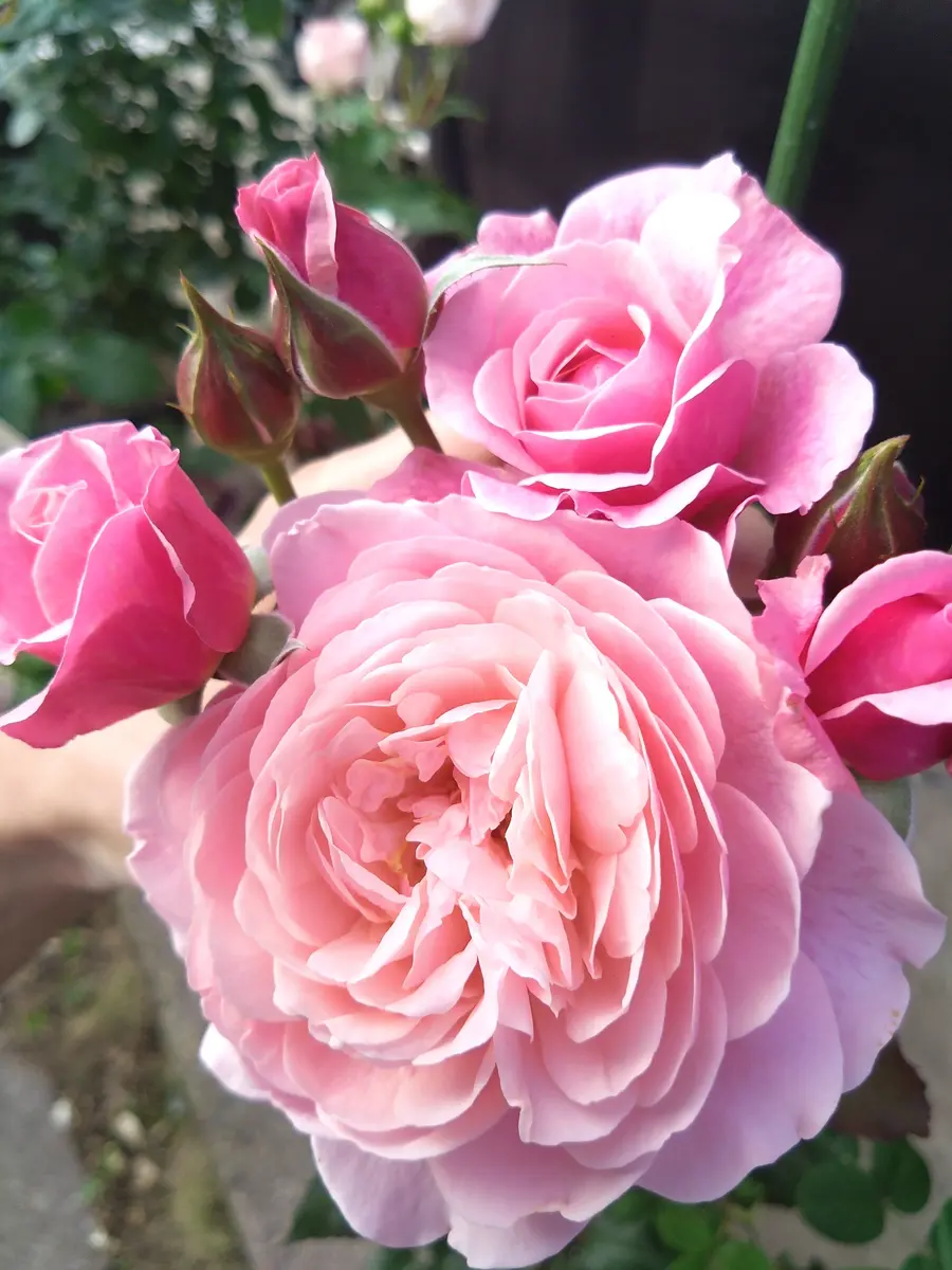 ドリュのプリP.J.ルドゥーテです。見惚「薔薇」のアルバム