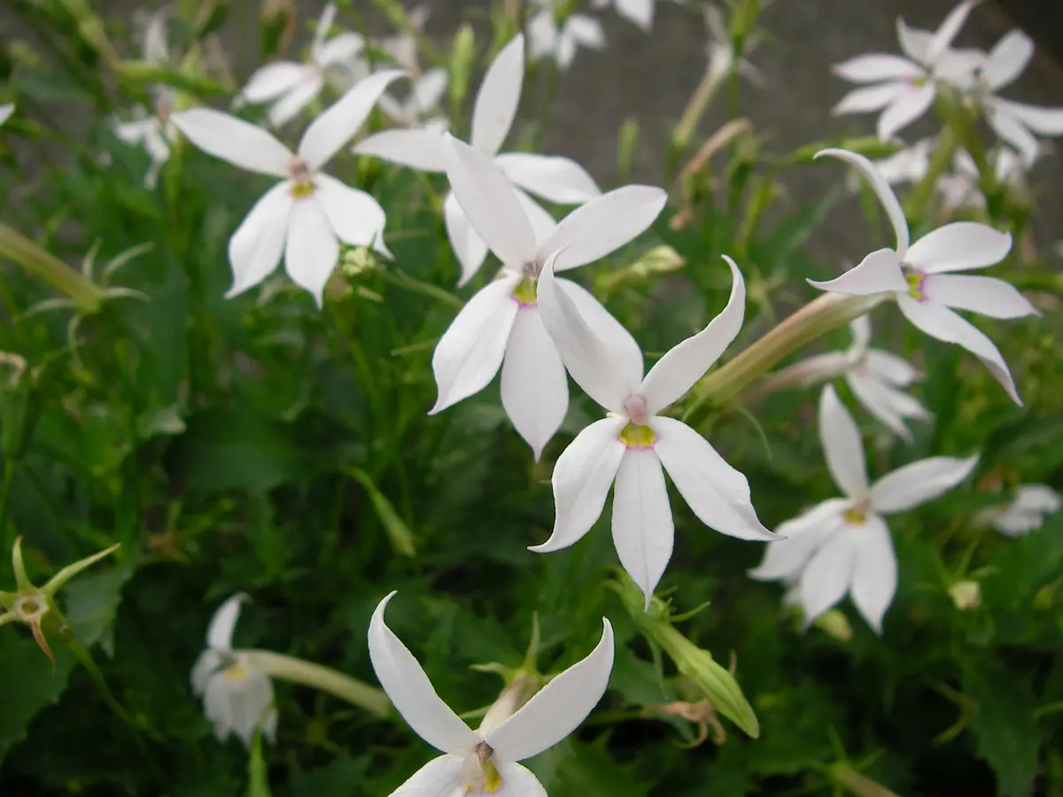 イソトマこぼれ種からです。いつもは「2024年の花」のアルバム