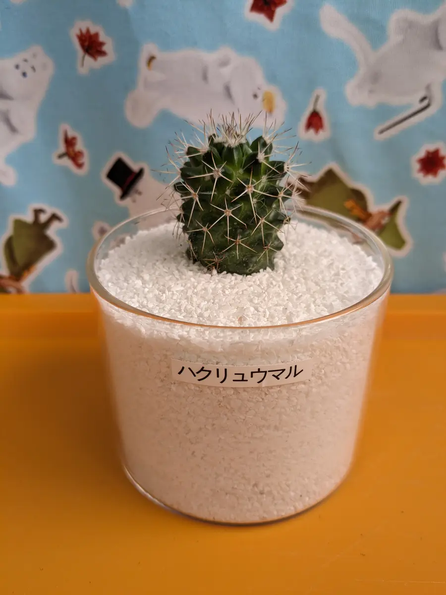 丸サボちゃん夫婦