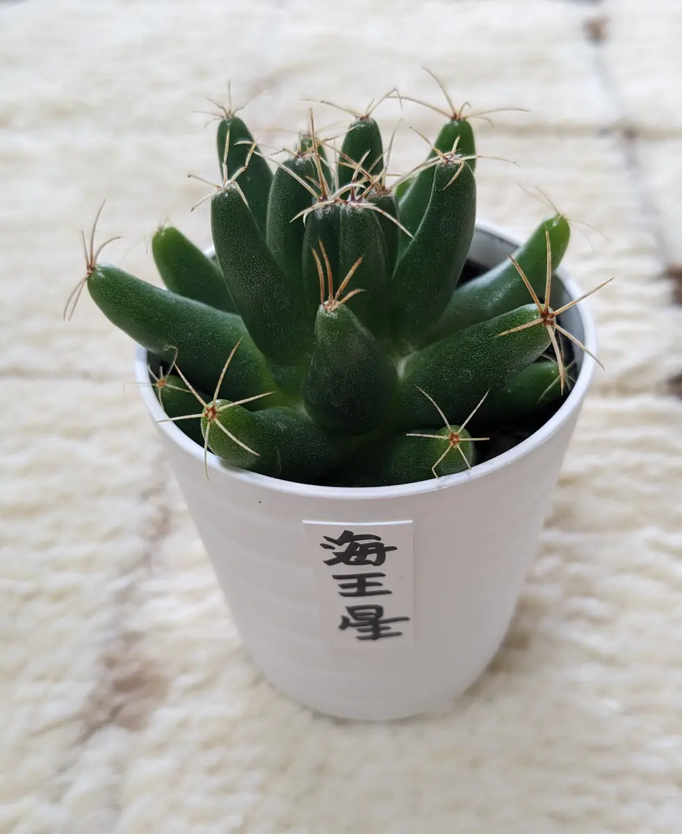 海王星変わった形のサボテン、ホーム「サボちゃん」のアルバム