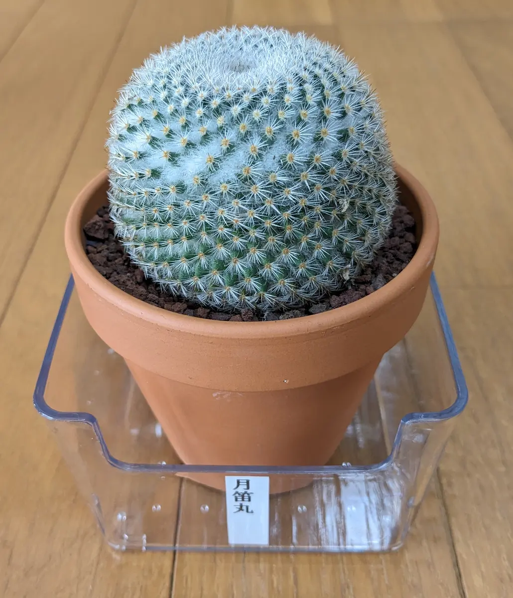 中型サボテン 青い鉢 月笛丸鉢は3号(直径9cm)鉢です。ホ「サボちゃん」のアルバム