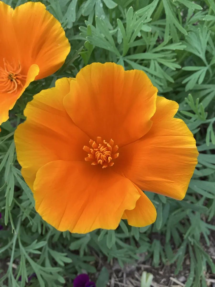 ハナビシソウ🧡鮮やかなオレンジ色🍊で「2024春🌸〜夏🌻」の