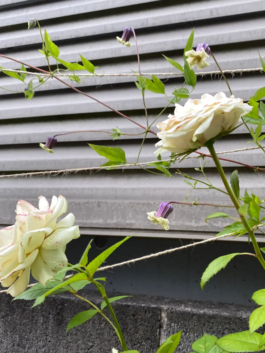 貴婦人のたしなみ「クレマチスコレクション」のアルバム-みんなの趣味