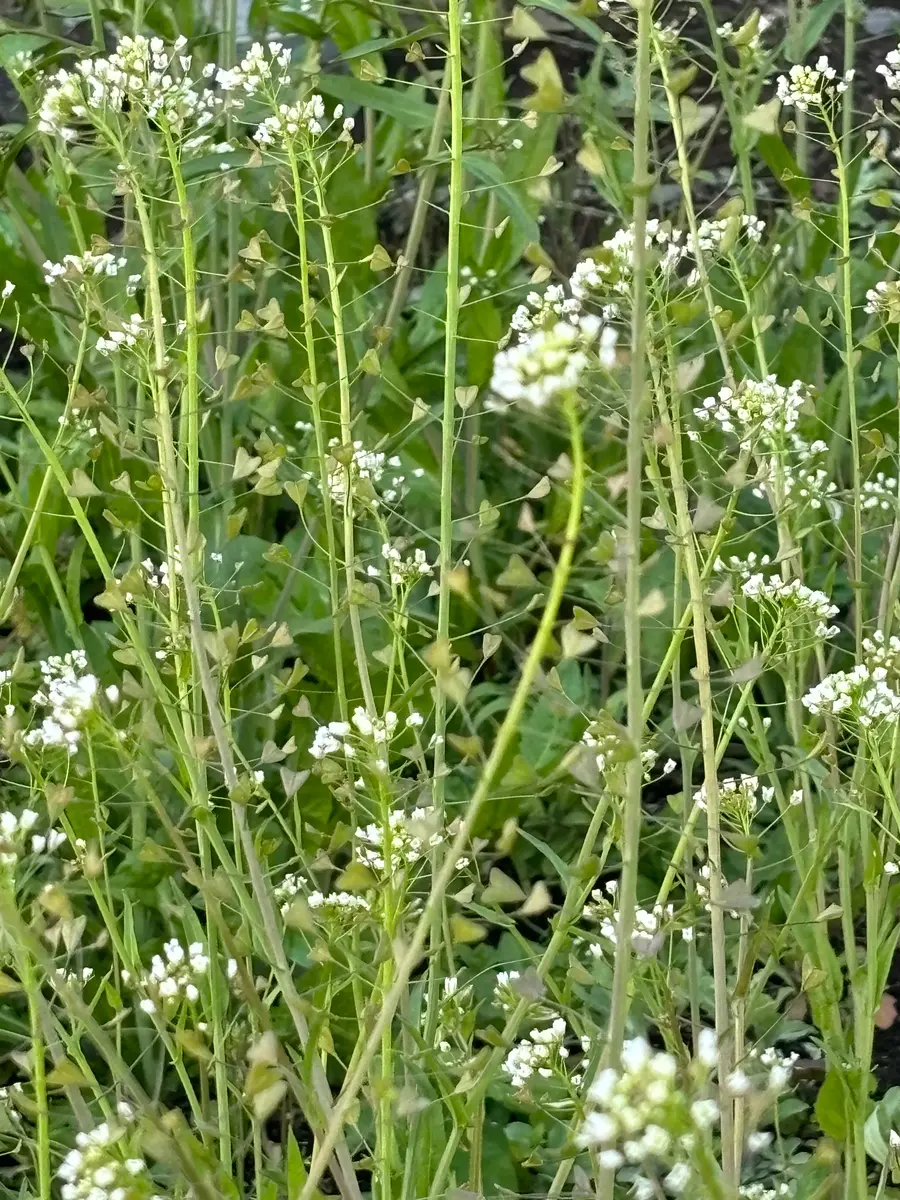 ペンペン草♪さま専用です 【公式通販】
