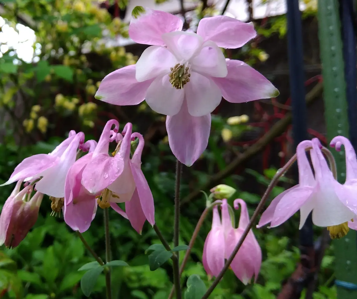 オダマキ（ピンク）「3月から4月 我が家の庭の花」のアルバム-みんなの