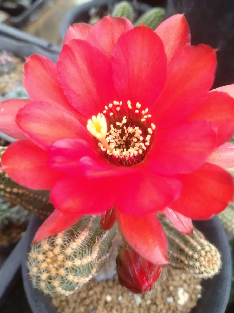 廣瀬の朝です。白檀より大きな花です「サボテンの花」のアルバム