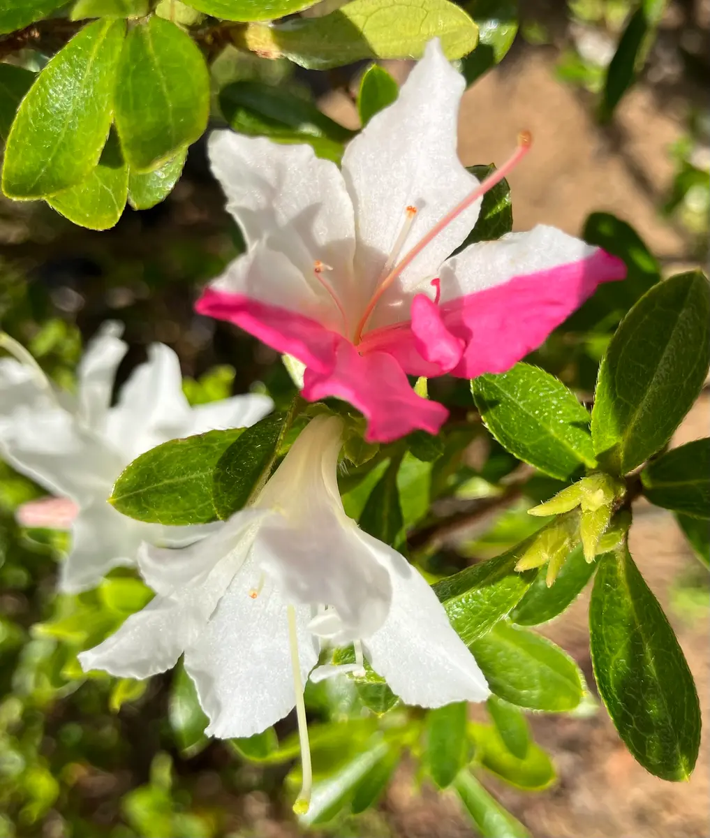 ツツジ。赤白が混ざった花。ツートンに「にゃんこの庭2024」の