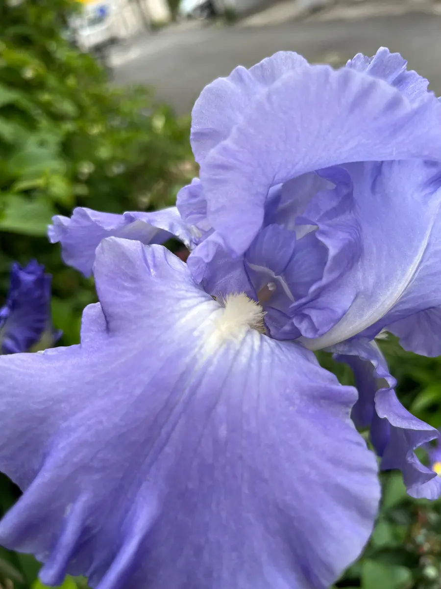 ジャーマンアイリス「2024年4月」のアルバム-みんなの趣味の園芸2188427