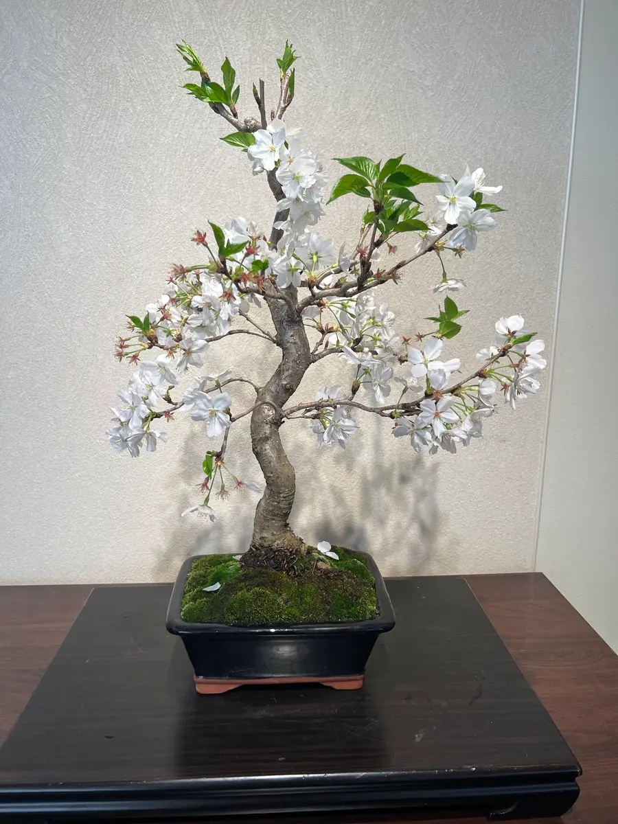 盆栽(割烹) 盆栽(割烹)