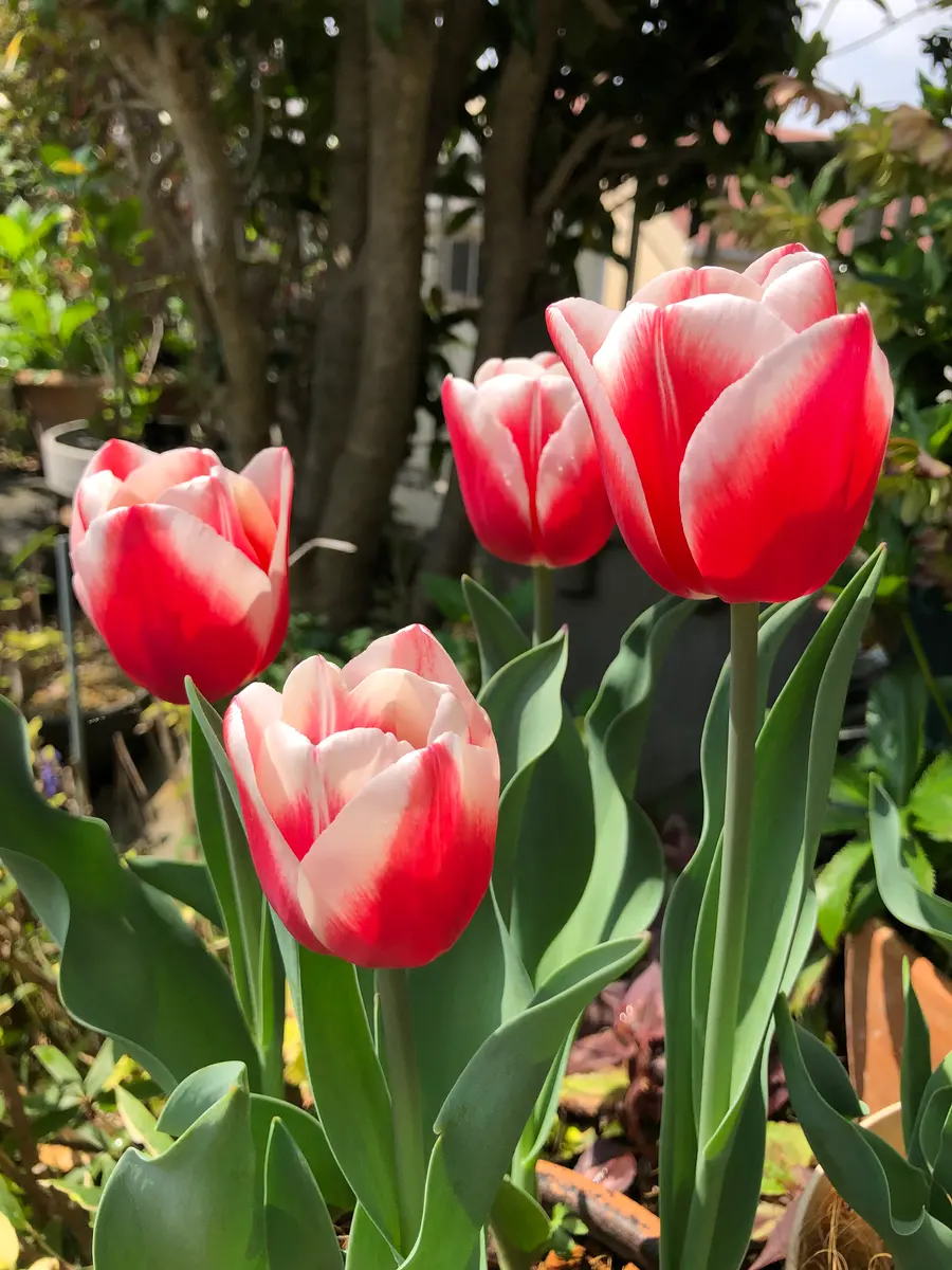 チューリップ🌷タイムレス5球ー1＝4球「2024年4月〜春の訪れ」の