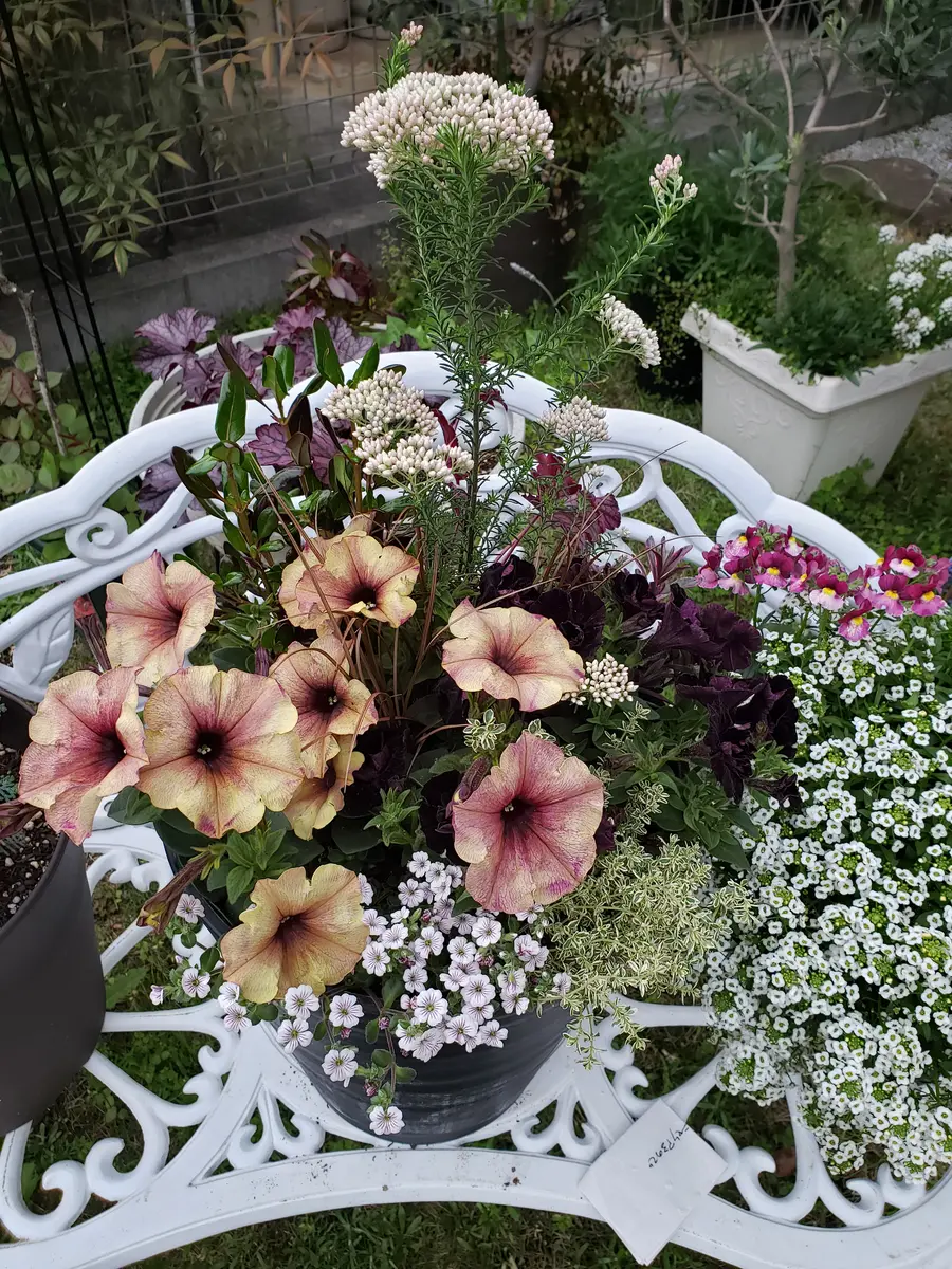 そろそろ夏の花で寄せ植えを作りたくて「ガーデン202404」の