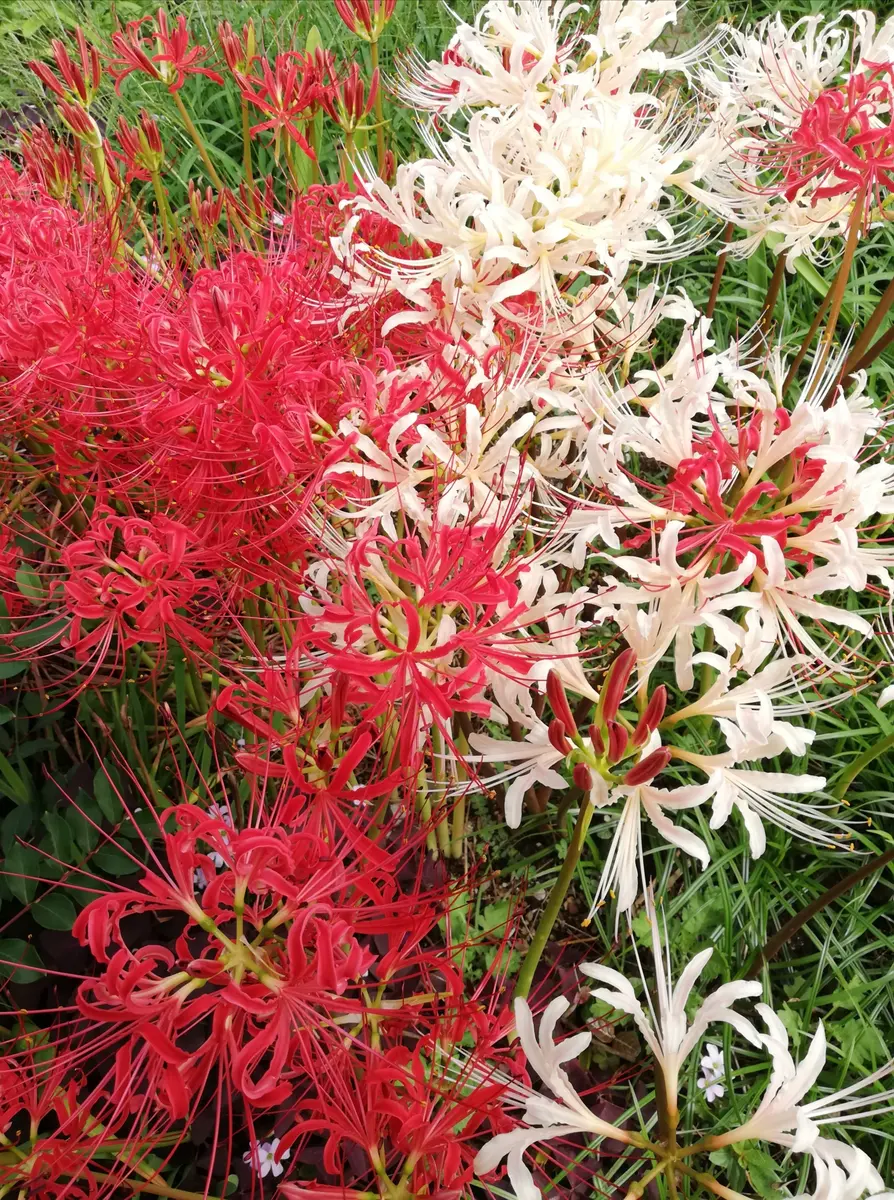 彼岸花（