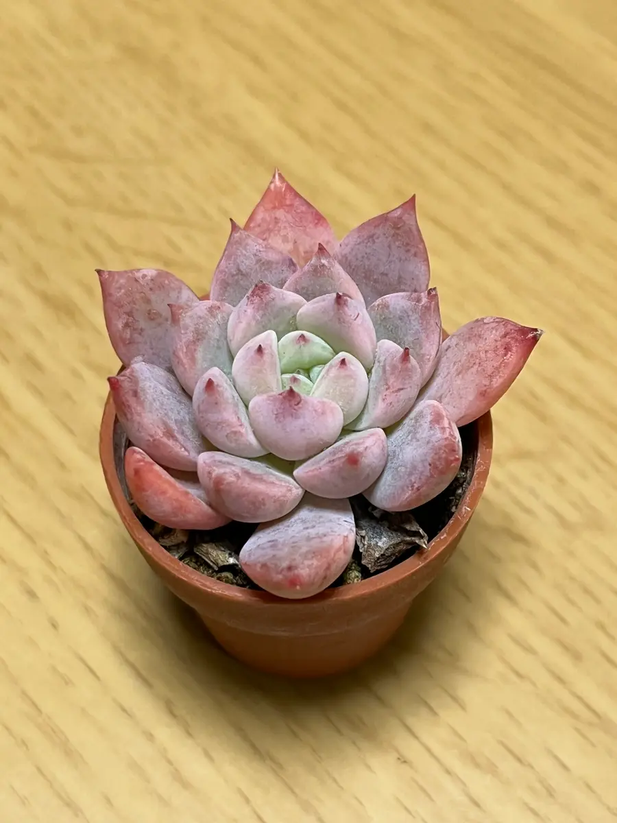 2024/12/14お迎えフロストフラワー「多肉植物」のアルバム-みんなの