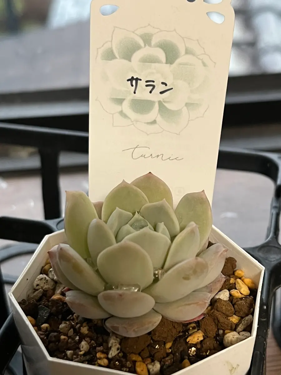エケベリア サラン「多肉植物」のアルバム-みんなの趣味の園芸 エケベリア サラン「多肉植物」のアルバム-みんなの趣味の園芸