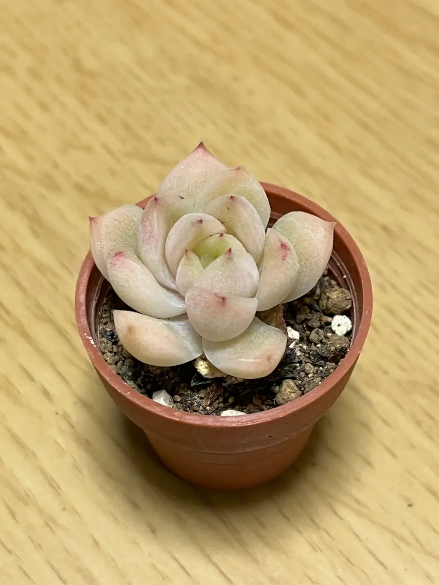 2024/12/14お迎えモルガンhyb「多肉植物」のアルバム-みんなの趣味の