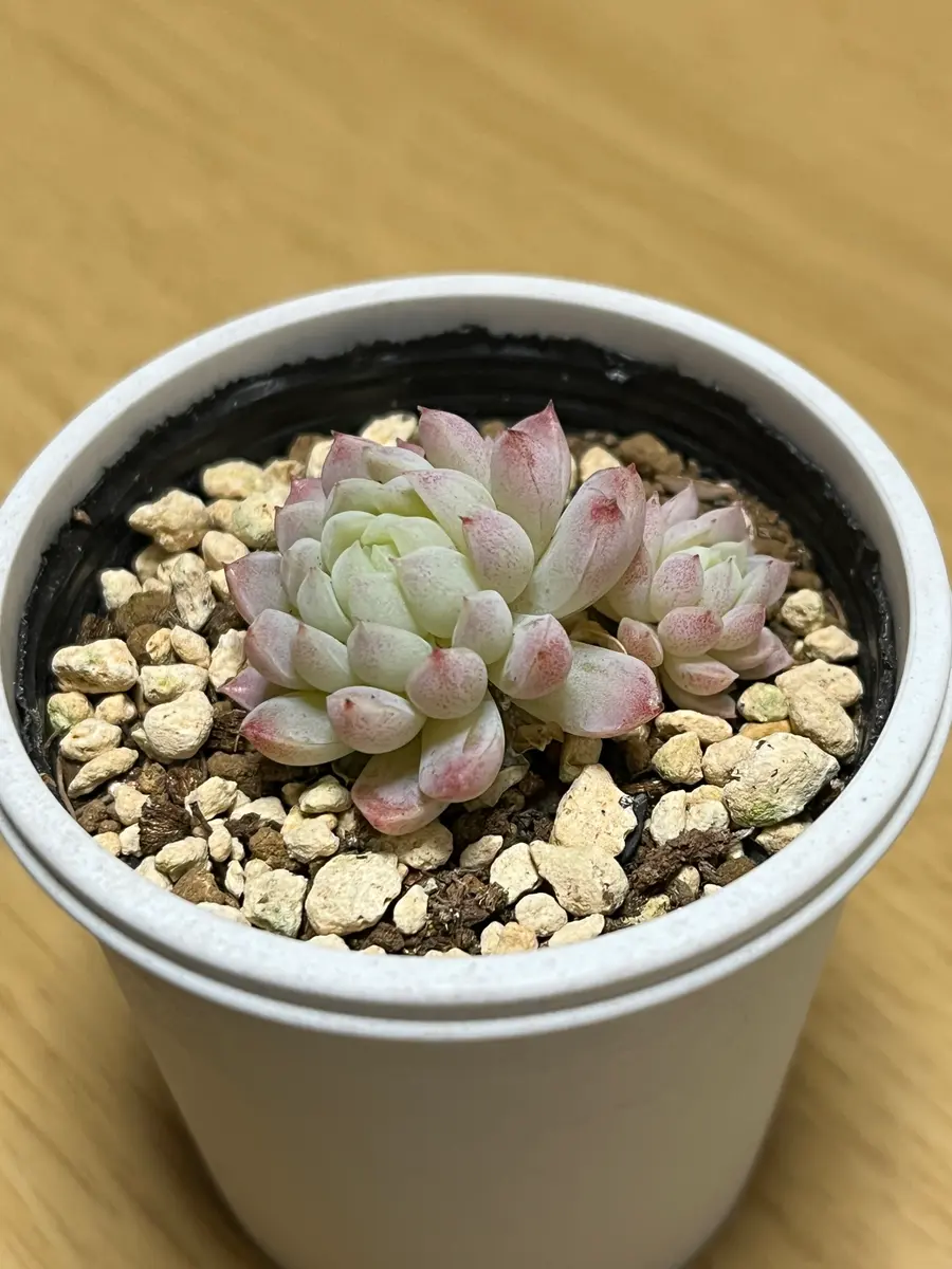 2024/12/14お迎えスウェットボールお「多肉植物」のアルバム