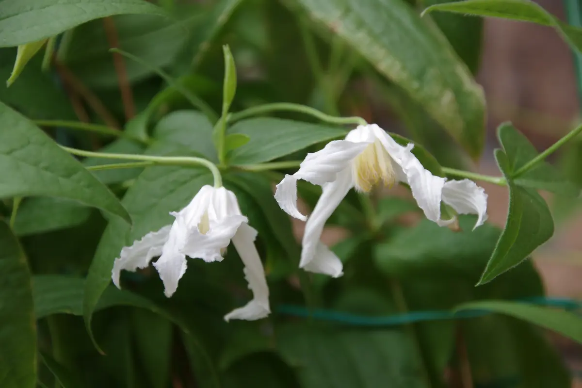 白麗「2024年クレマチス」のアルバム-みんなの趣味の園芸2291868