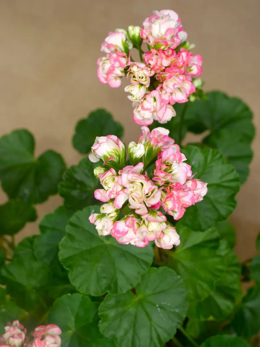 八重咲きゼラニウム久しぶりの開花です👍「4月の花」のアルバム