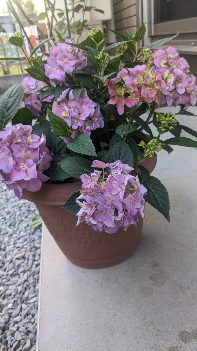 240605アジサイサマーメドレーアリー「おいでませPWの紫陽花(ほぼ日