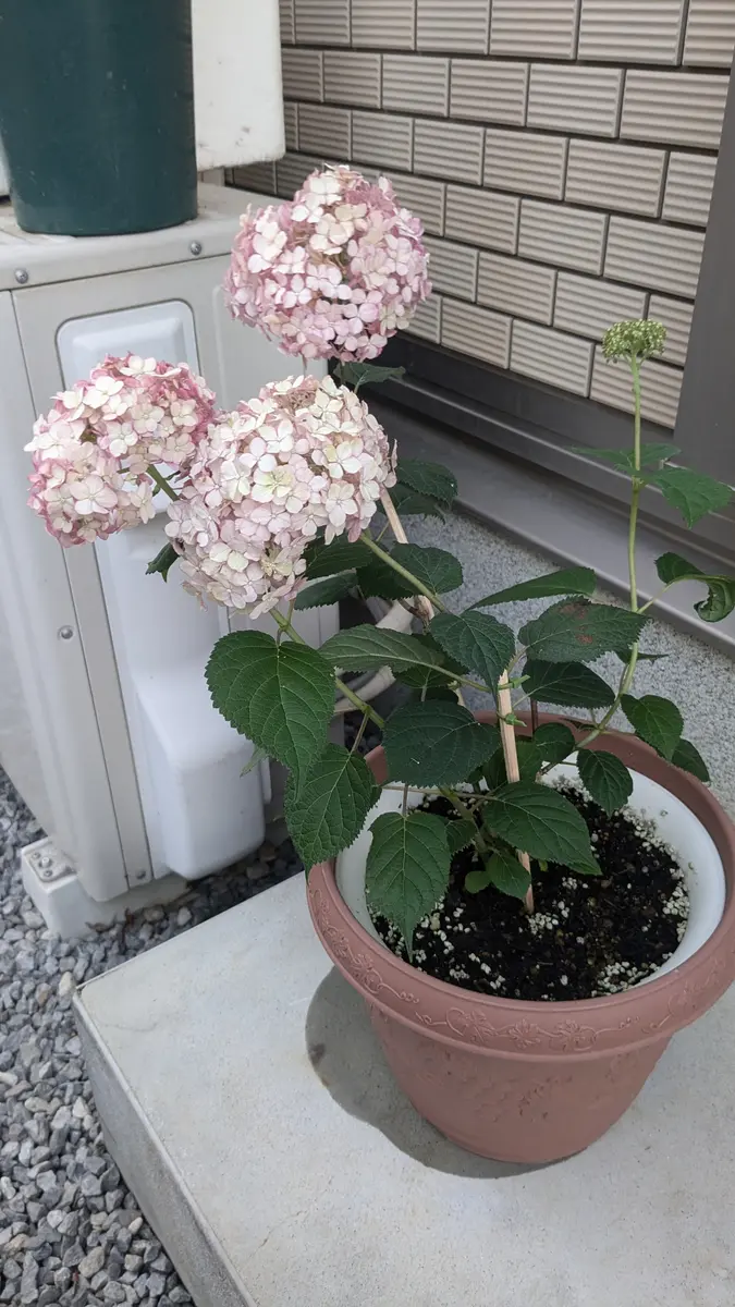 240629アナベルグランデピンク見る「おいでませPWの紫陽花(ほぼ日
