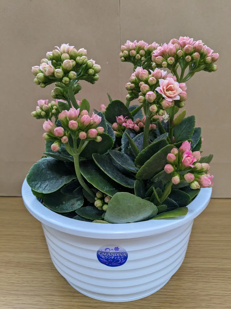 カランディーバ(八重桜のカランコエ)「多肉植物」のアルバム