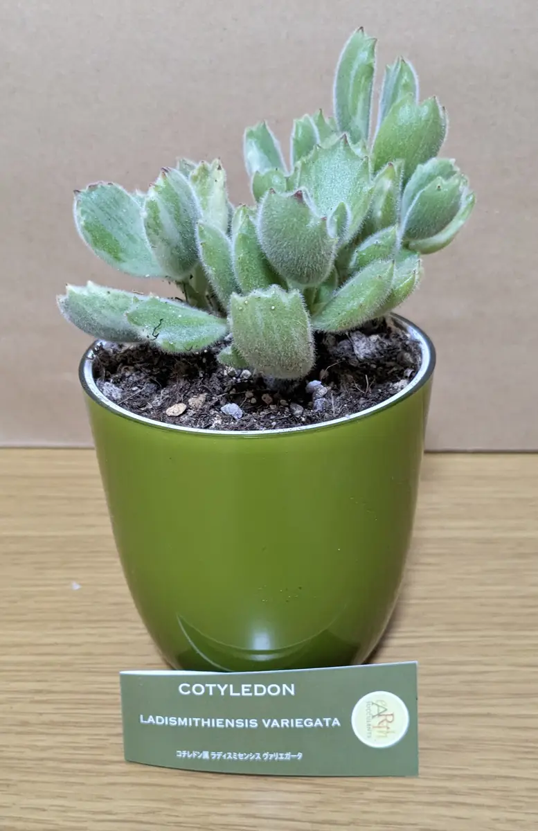 熊童子 多肉植物 多肉植物 Cotyledon 熊童子白錦 特大 | るる農園~多肉植物専門