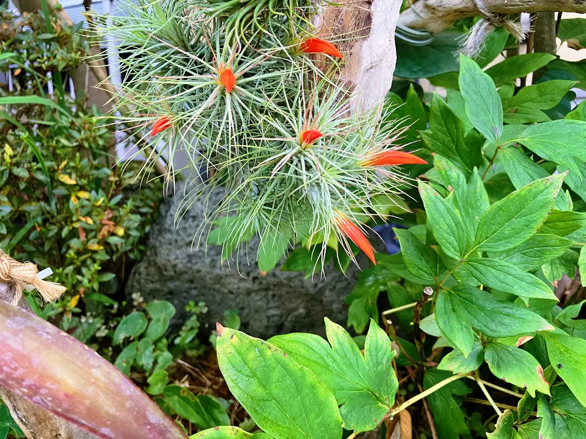 チランジア（ティランジア、エアプランツ）の写真-みんなの趣味の園芸