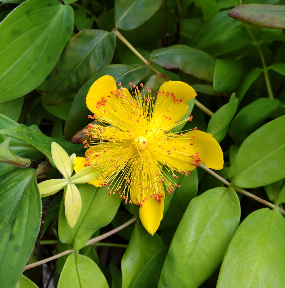 ヒペリカムゴールドフォーム:家の西側に「2024年1月~花のアルバム