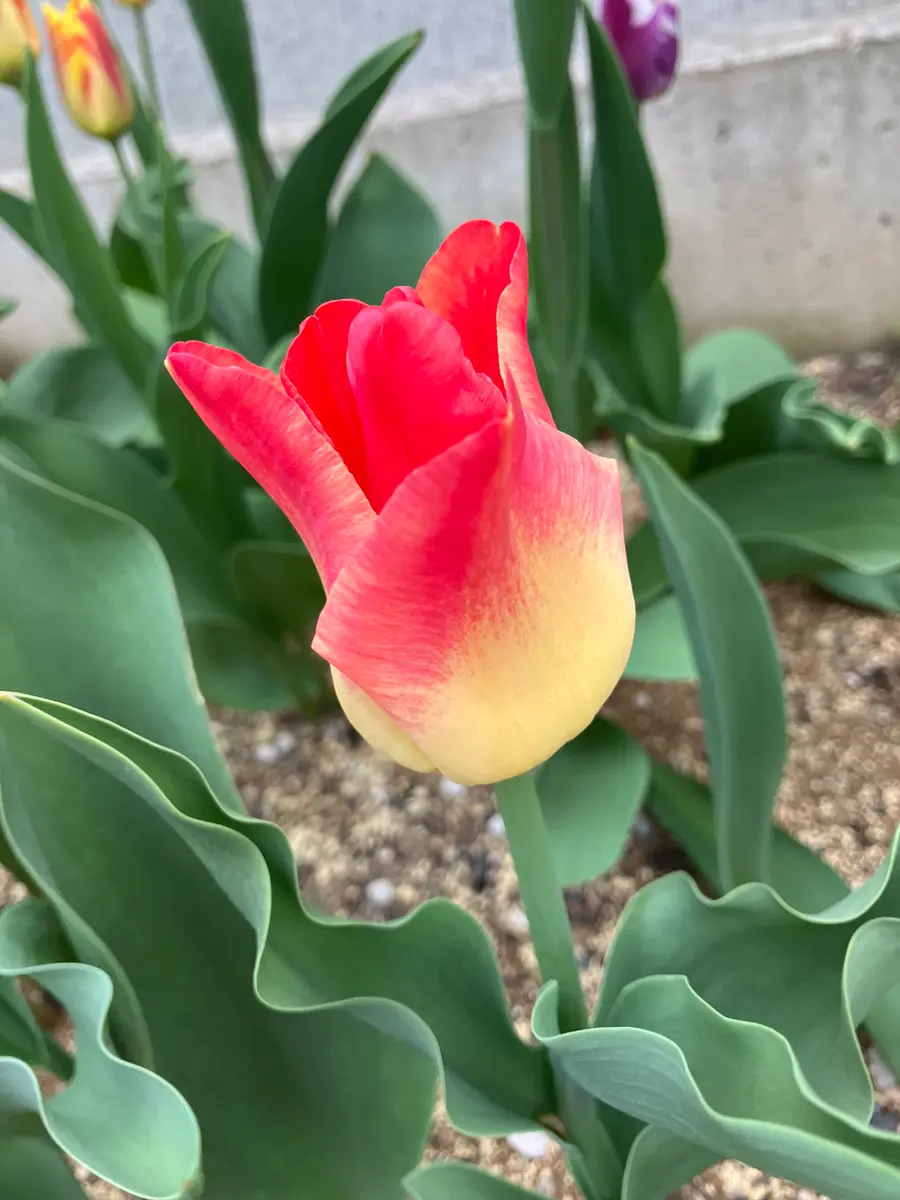 多肉植物 赤と緑のグラデーション*4 多肉植物 赤と緑のグラデーション*4
