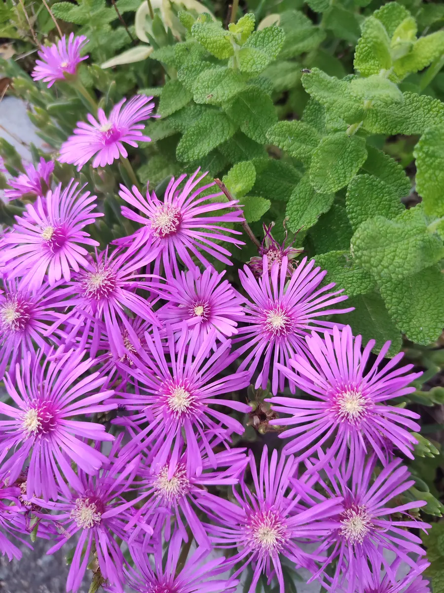 マツバギク（松葉菊）の写真-みんなの趣味の園芸2224268