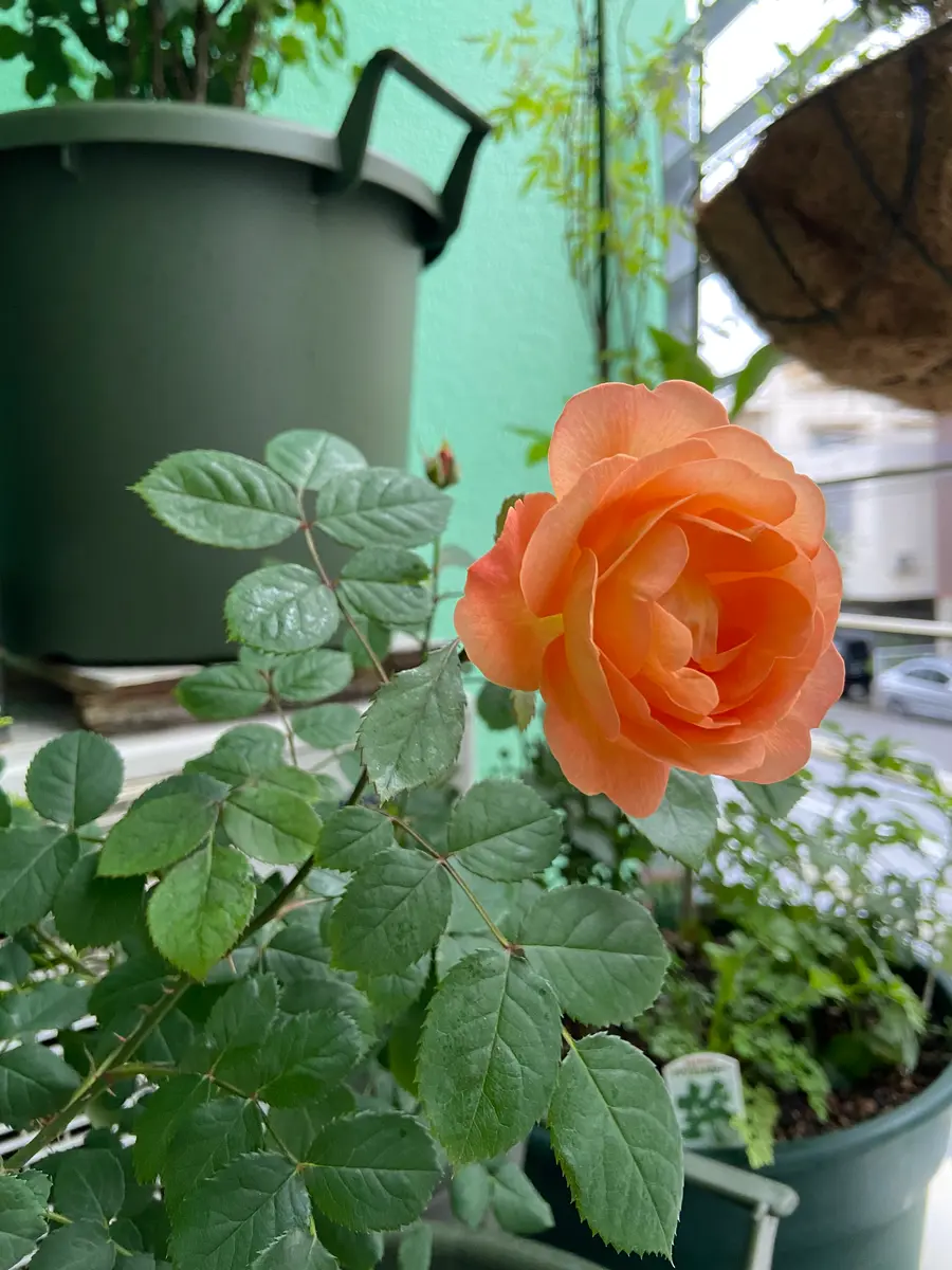 AA=　ラベンダー、ローズマリー、サイプレス、オレンジ新品 20240414開花、香水のような香りが一花「レディエマハミルトン」の