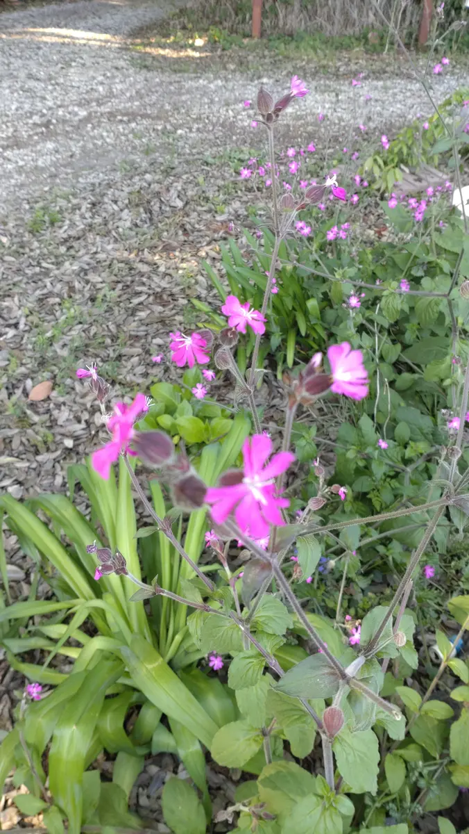 ARABIA ボタニカ レッドキャンピオン ARABIA/アラビア Botanica