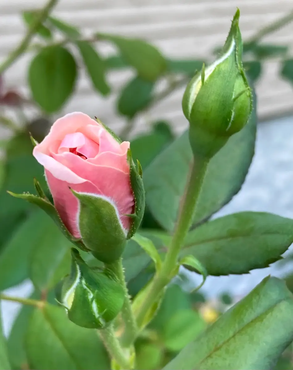 バラ(鉢植え、ピンク)。1本の茎に、蕾「🌹🌹バラ2024年」の