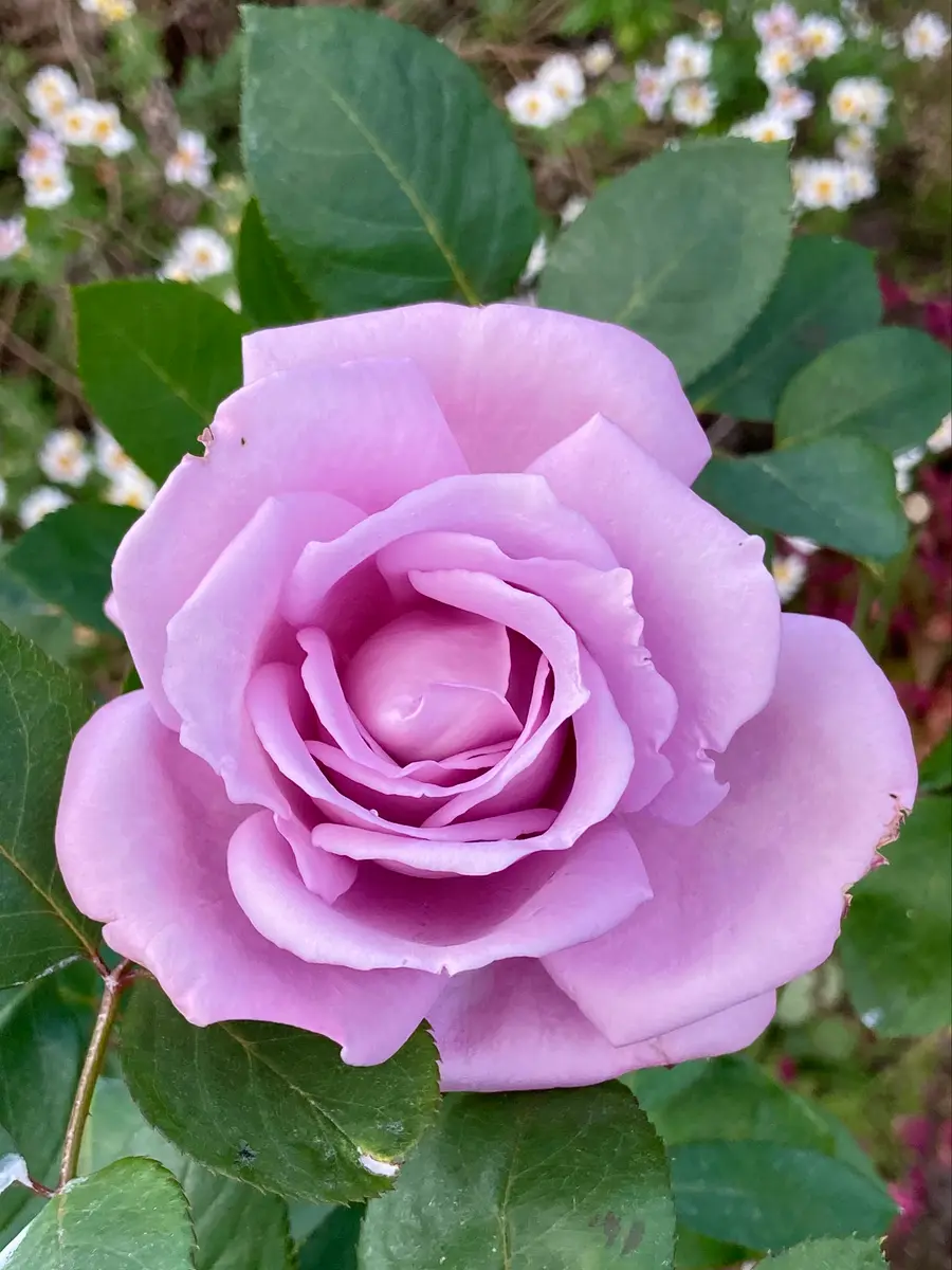 バラ(薄紫)①。待望の花姿を、今日やっ「🌹🌹バラ2024年」の