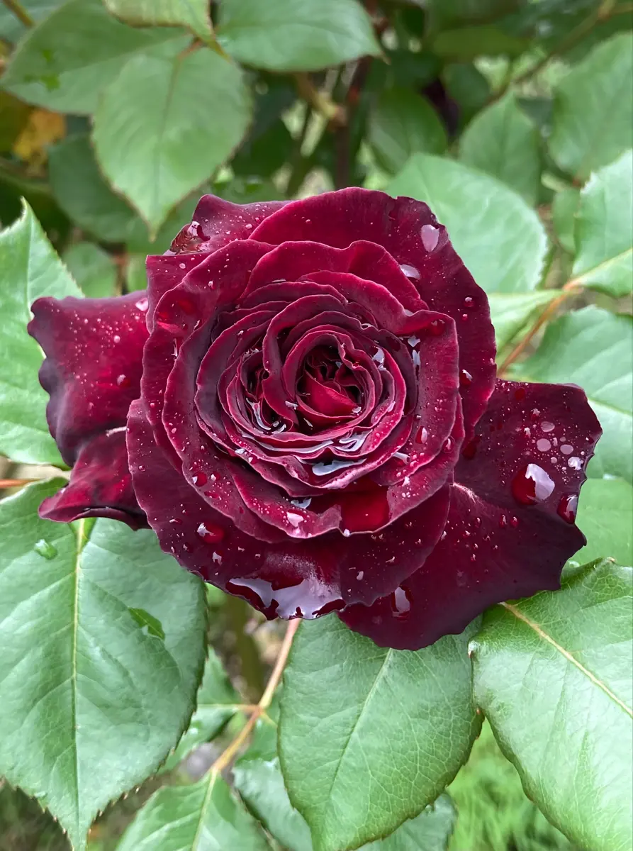 バラ(黒みがかった赤)②。ついに開花し「🌹🌹バラ2024年」の