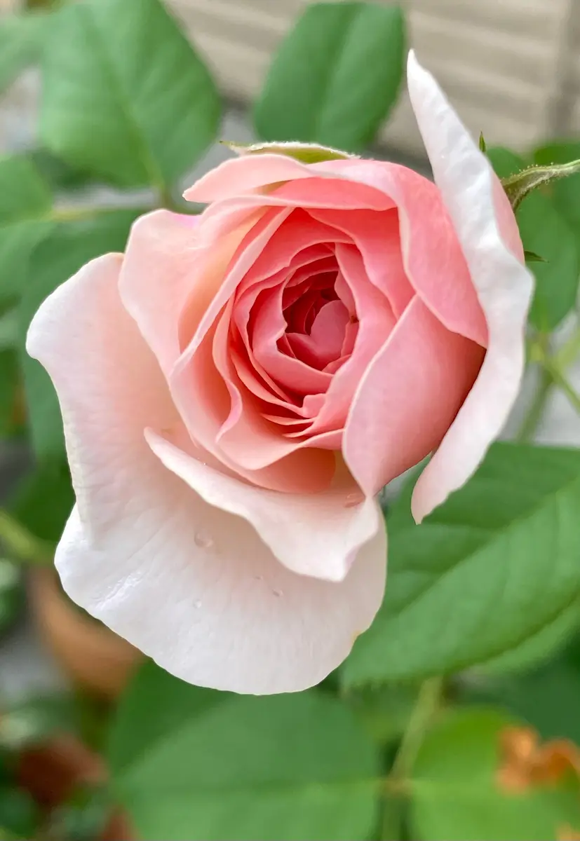 バラ(薄いピンク、鉢植え)①。蕾がたく「🌹🌹バラ2024年」の