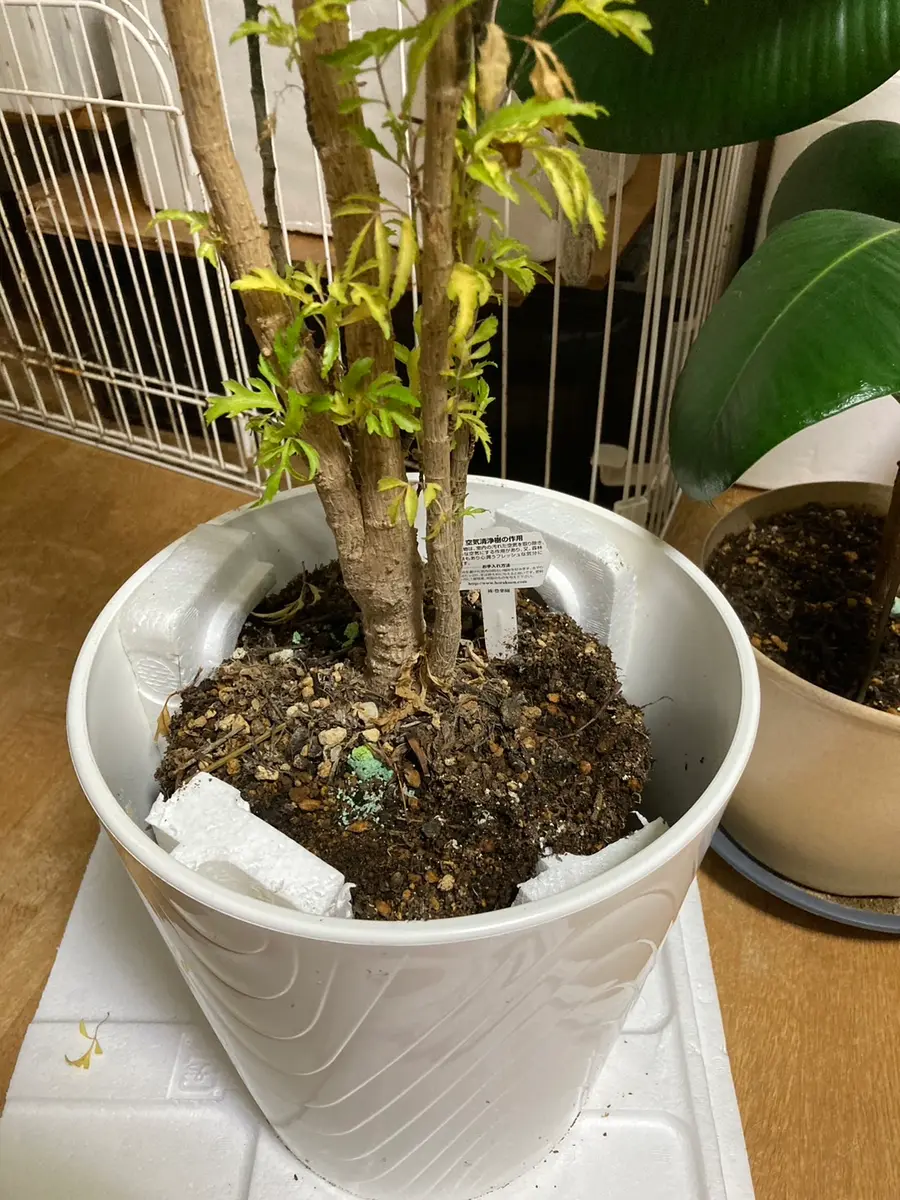 ポリシャス、先日質問で、育て方を教え「ポリシャス」のアルバム