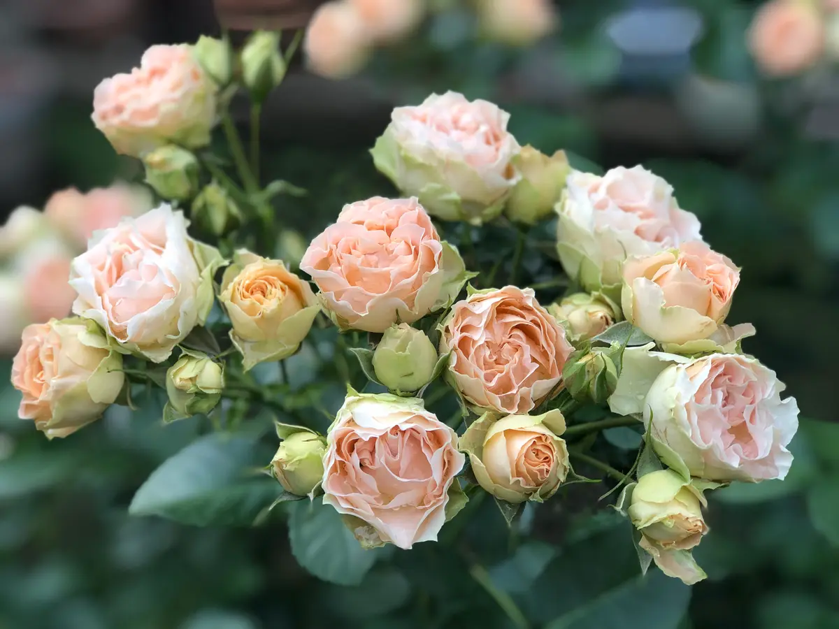 アンティークレース遅咲きです。「2024年 我が家の薔薇」の