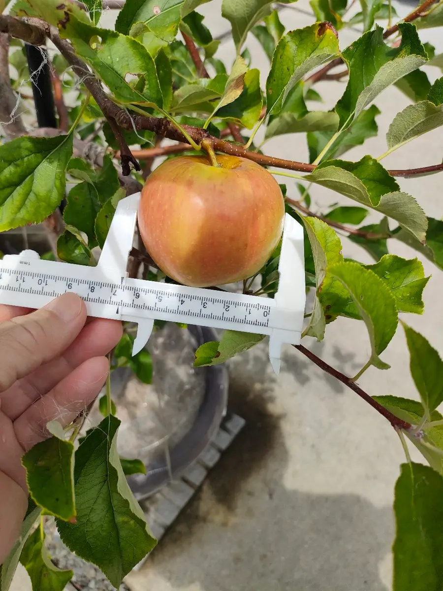 おまとめOKりんごプロフ必読23法事さま専用 Amazon.co.jp: エム・プロ(M Pro) 幸せ を 招く 7色 りんご