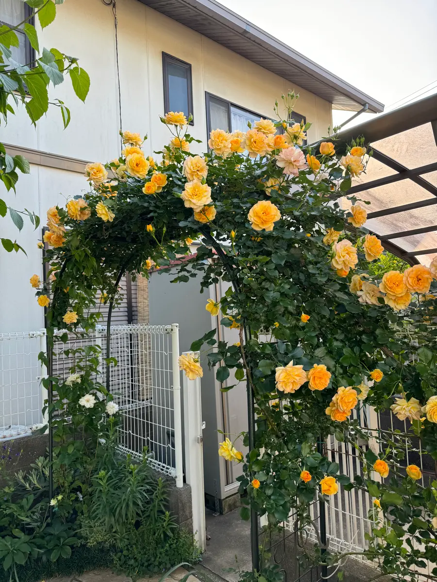 薔薇、アーチの端っこでサハラ98とクレ「MyGarden2024」の