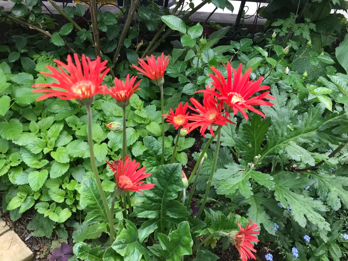 庭植えしてある原種ガーベラが大株にな「春から夏へのガーデンメモ