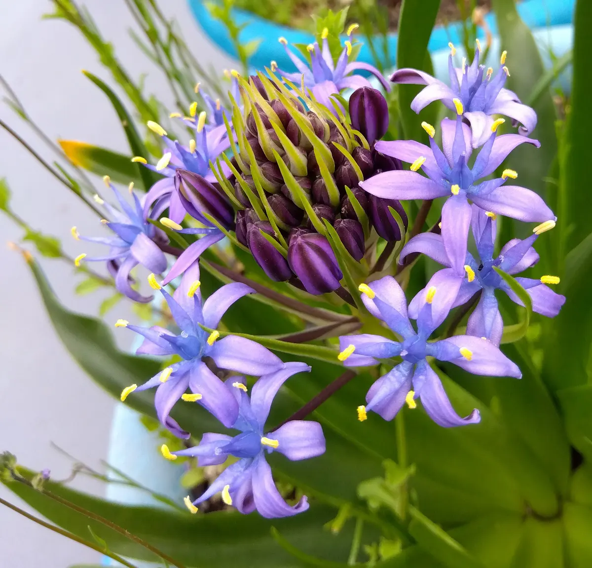 シラーペルビアナ3年目になり少し分球「季節の花」のアルバム