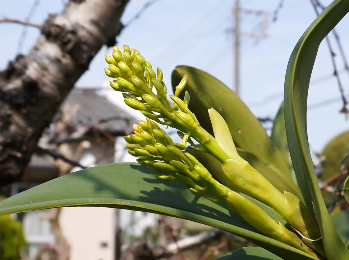 img_cache_a_68452_3_1742883434