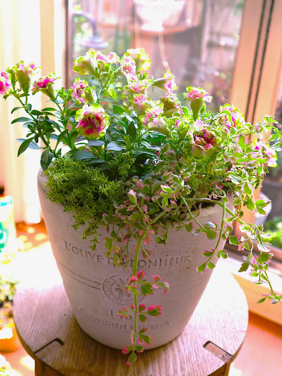 寄せ植えを作ってみました小輪系八重咲「私の好きな植物たち Ⅷ」の