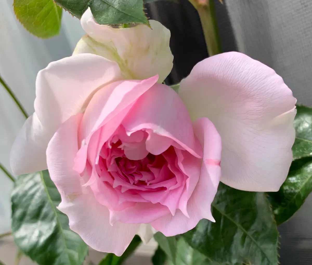 アジュール「令和6年の薔薇」のアルバム-みんなの趣味の園芸2200261