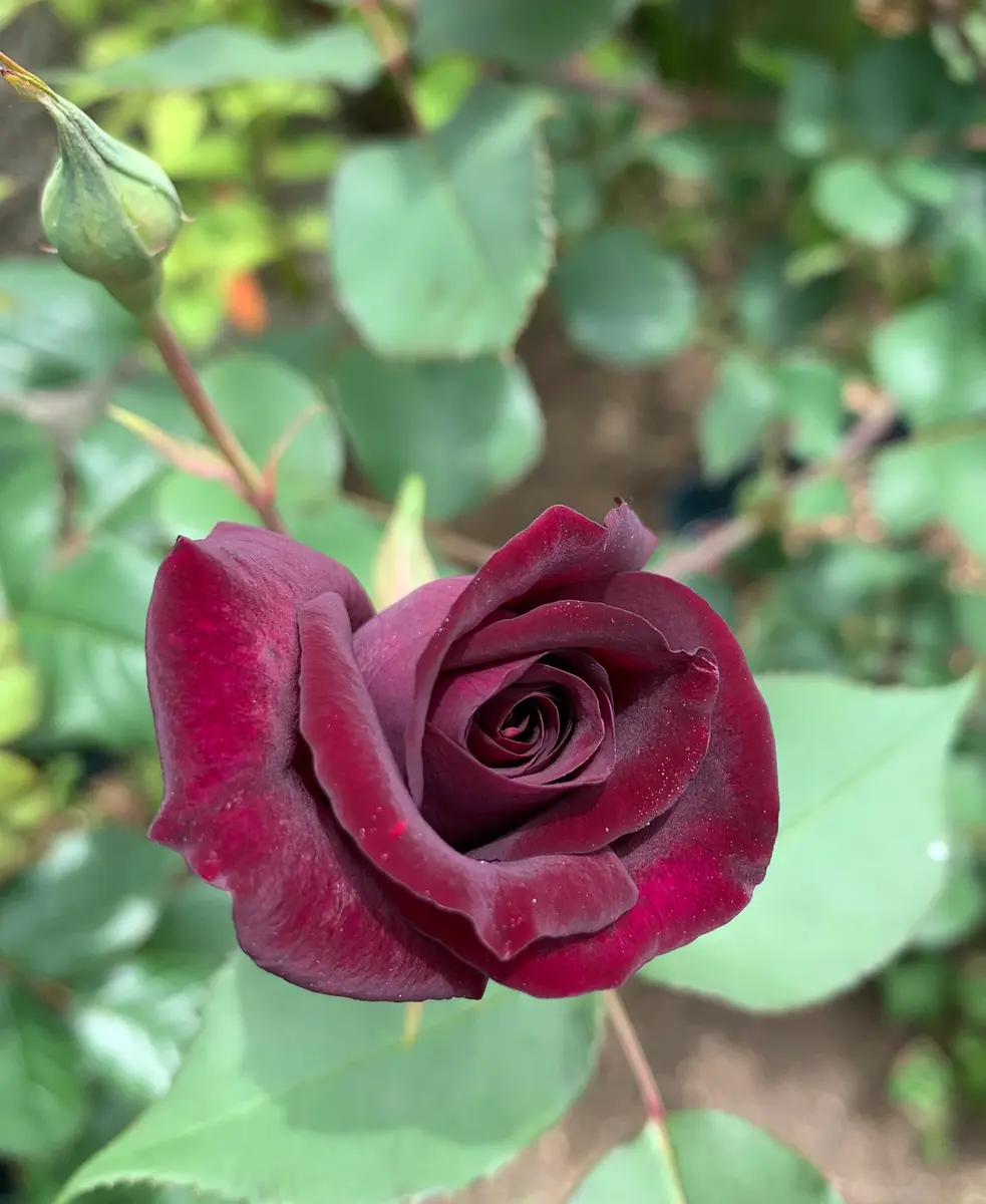 ト セール おすすめ ルイ14世「令和6年の薔薇」のアルバム-みんなの趣味の園芸2183068 果物