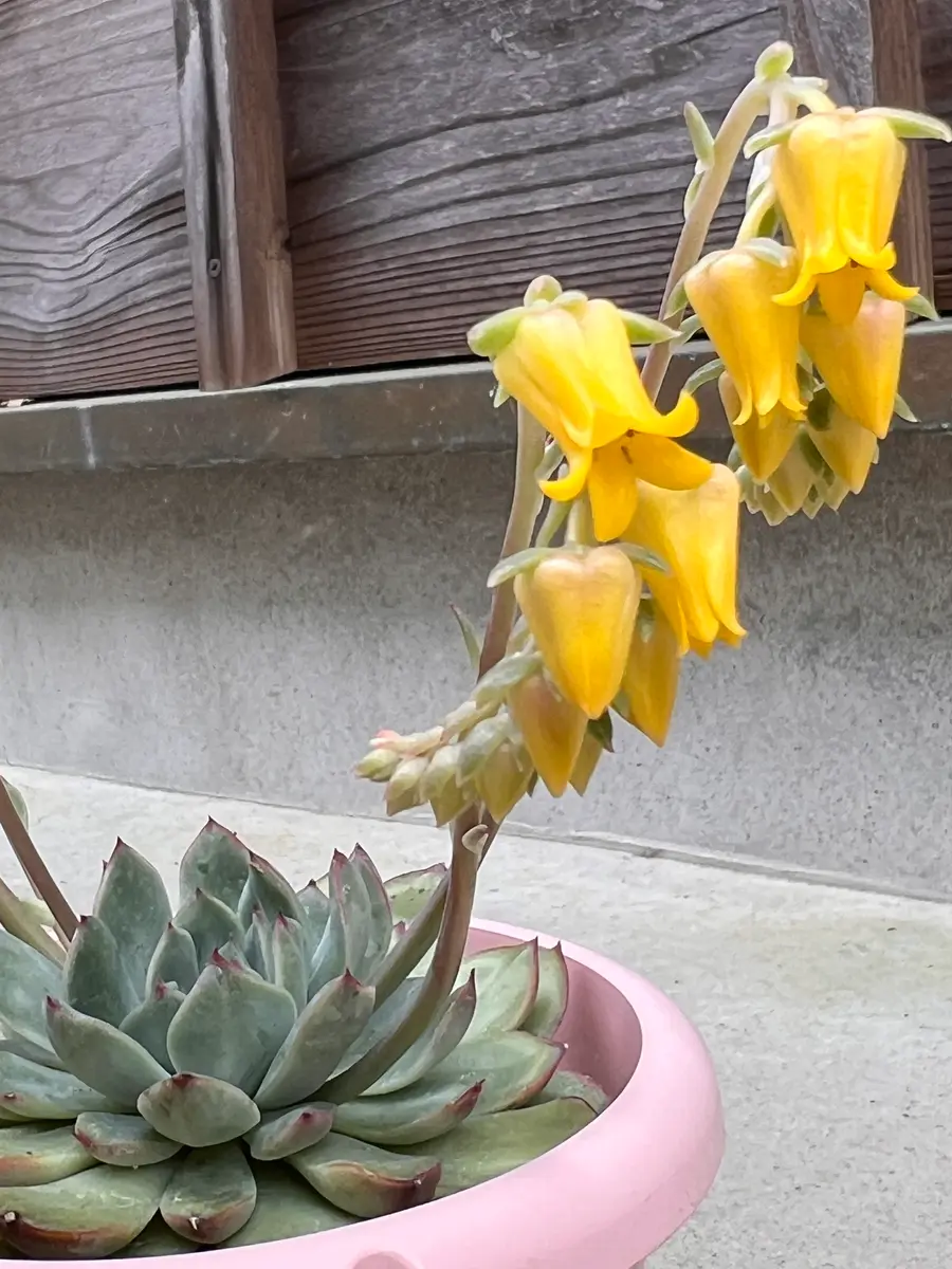 とても可愛い小さな黄色い花が咲いてき「多肉植物 花うらら」の