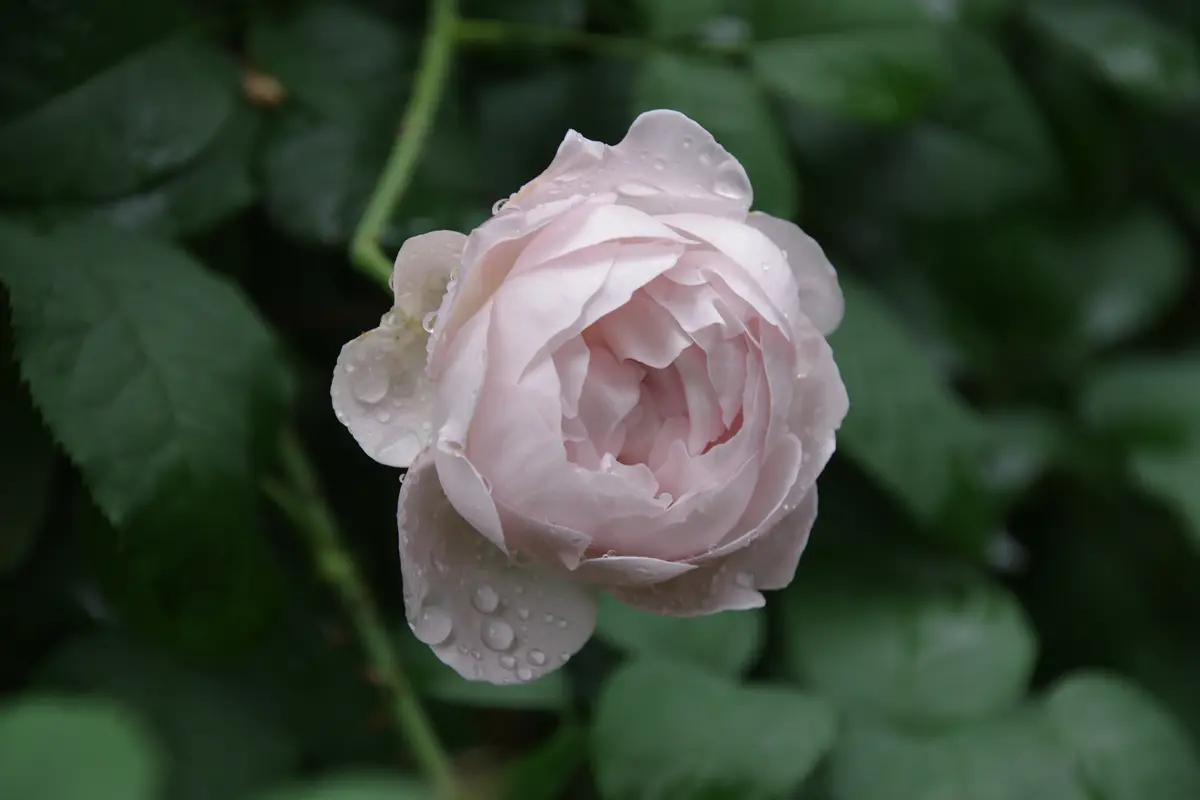 ルドゥーテ「2024年薔薇」のアルバム-みんなの趣味の園芸2323154